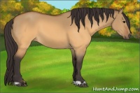 Horse Color:Buckskin Dun