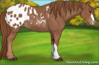 Horse Color:Chestnut Blanket Rabicano 