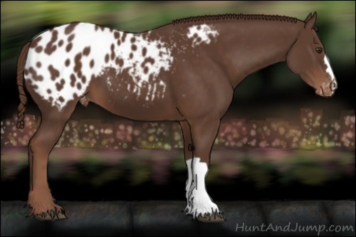 Horse Color:Liver Chestnut Appaloosa 
