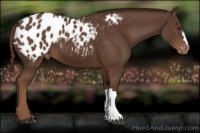 Horse Color:Liver Chestnut Appaloosa