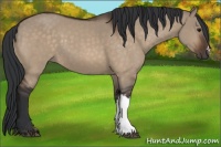 Horse Color:Brown Dun 