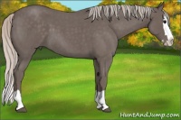 Horse Color:Silver Blue Roan Splash 