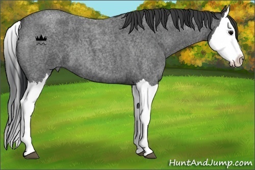 Horse Color:Blue Roan Splash