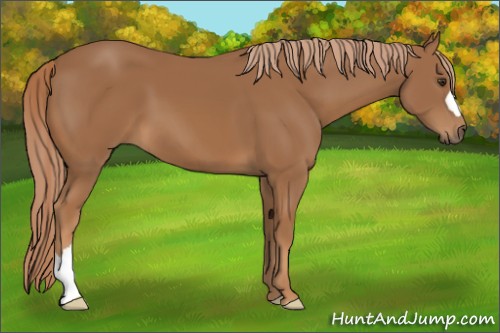 Horse Color:Chestnut 