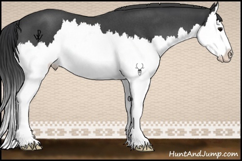 Horse Color:Blue Roan Splash 