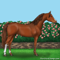 Horse Color:Gray Chestnut
