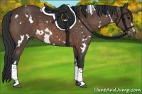 Horse Color:White Spotted Brown Sabino