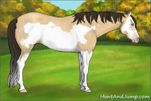 Horse Color:Gray Amber Cream Champagne Roan Splash Frame