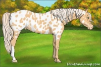 Horse Color:Palomino Near Leopard