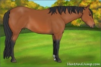 Horse Color:Bay 