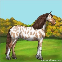 Horse Color:Bay Dun Near Leopard 