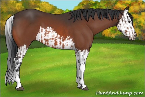 Horse Color:Bay  and Bay Splash 