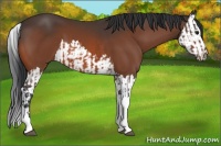 Horse Color:Bay and Bay Splash