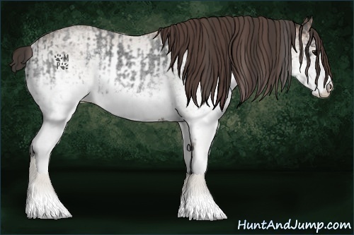Horse Color:White Spotted Blue Roan Rabicano and White Spotted Classic Champagne Roan Rabicano
