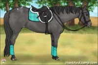 Horse Color:Black Appaloosa 