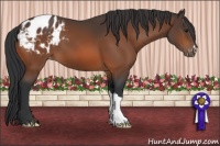 Horse Color:Brown Appaloosa 