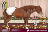 Horse Color:Chestnut Appaloosa 
