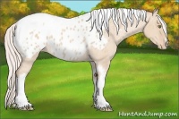 Horse Color:Silver Classic Champagne Roan Dun Splash Tobiano Frame Appaloosa Rabicano 