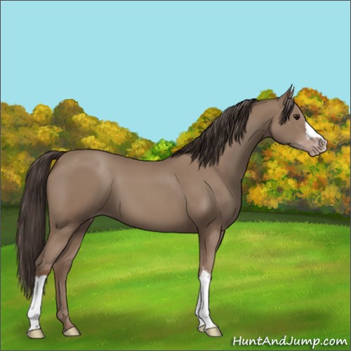 Horse Color:Classic Champagne 