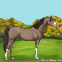 Horse Color:Classic Champagne 