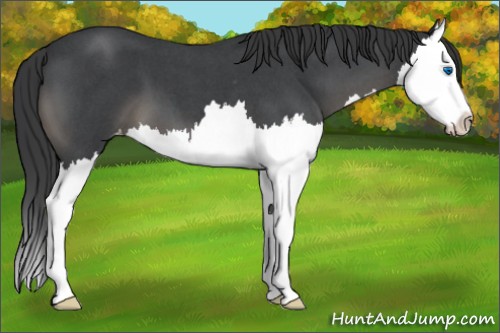 Horse Color:Blue Roan Splash Appaloosa 