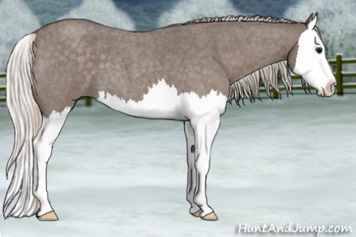 Horse Color:Silver Blue Roan Sabino Splash 