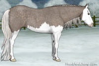 Horse Color:Silver Blue Roan Sabino Splash 