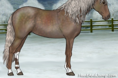 Horse Color:Silver Blue Roan 