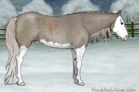 Horse Color:Silver Blue Roan Splash