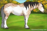 Horse Color:Bay Splash Frame and Bay Dun Splash Frame
