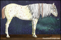 Horse Color:Gold Champagne Appaloosa and Gray Gold Champagne Appaloosa