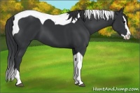 Horse Color:Black Splash Tobiano 