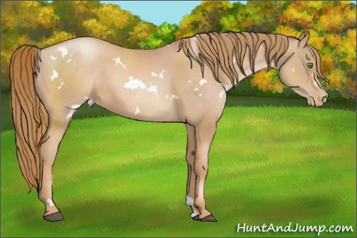 Horse Color:White Spotted Chestnut Pearl 