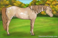 Horse Color:White Spotted Chestnut Pearl 