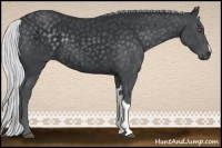 Horse Color:Silver Black Chinchilla 