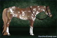 Horse Color:White Spotted Liver Chestnut 