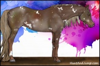 Horse Color:White Spotted Liver Chestnut 