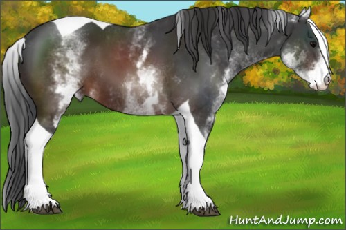 Horse Color:White Spotted Brown Tobiano 