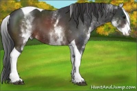 Horse Color:White Spotted Brown Tobiano 