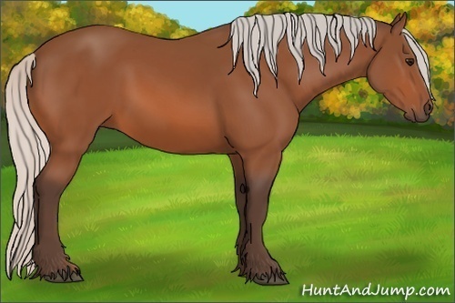 Horse Color:Silver Bay 