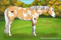 Horse Color:White Spotted Silver Buckskin Splash 