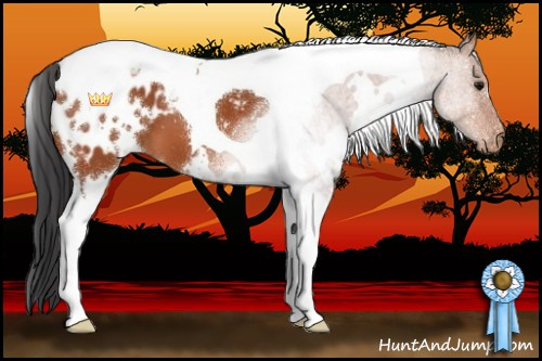 Horse Color:White Spotted Bay Tobiano Appaloosa 