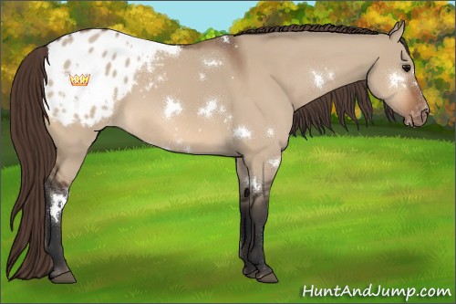 Horse Color:White Spotted Bay Dun Appaloosa 