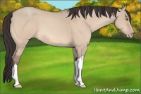 Horse Color:Sable Champagne Dun 