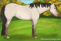Horse Color:Amber Champagne Dun 