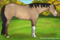 Horse Color:Gray Amber Champagne Dun