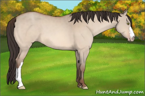 Horse Color:Amber Champagne Dun 