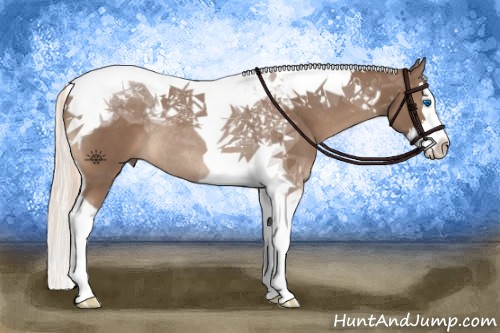 Horse Color:Chestnut Splash Tobiano 