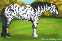 Horse Color:Black Near Leopard