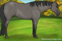 Horse Color:Grullo Roan 